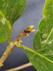 Ocotea quadriporata