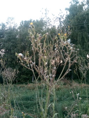 Sonchus palustris