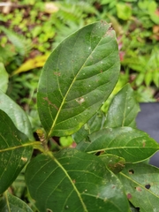 Ocotea quadriporata