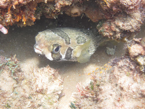 Diodon liturosus