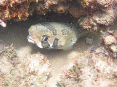 Diodon liturosus