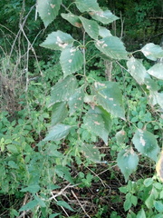 Betula × aurata