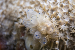 Clavelina pseudobaudinensis