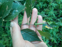Betula × aurata