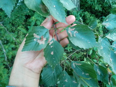 Betula × aurata
