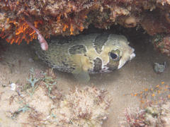 Diodon liturosus