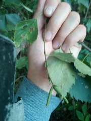 Betula × aurata