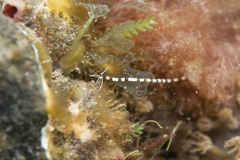Proceraea
