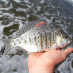 Amphistichus argenteus