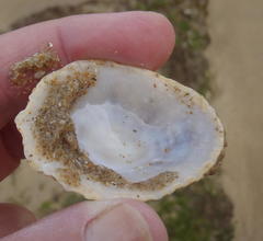 Scutellastra cochlear