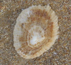 Scutellastra cochlear