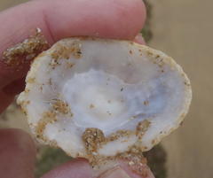 Scutellastra cochlear