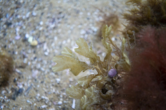 Dictyopteris muelleri