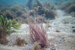 Gracilaria secundata