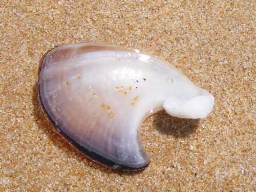 Dolabella auricularia