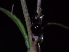 Brachyplatys subaeneus