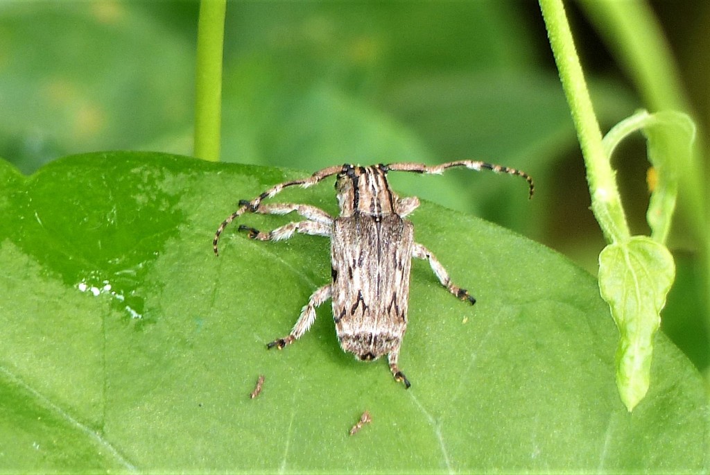 Aesopida malasiaca