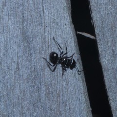 Polyrhachis clio