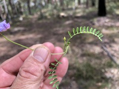 Swainsona brachycarpa