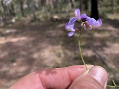 Swainsona brachycarpa