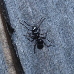 Polyrhachis clio