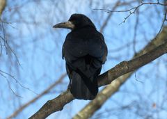 Corvus frugilegus