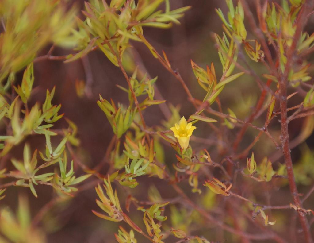 Gnidia simplex