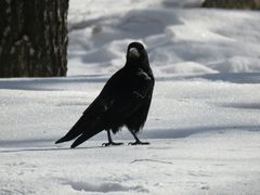 Corvus frugilegus