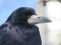 Corvus frugilegus