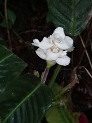 Goeppertia leucostachys