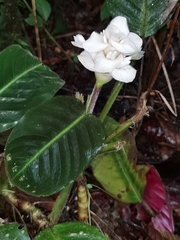 Goeppertia leucostachys