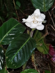 Goeppertia leucostachys