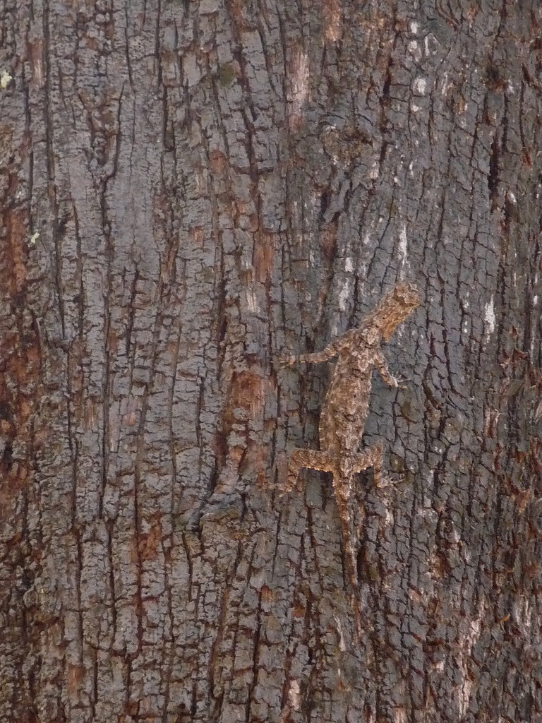 Western Ghats Flying Lizard (Agamids of Kerala) · iNaturalist