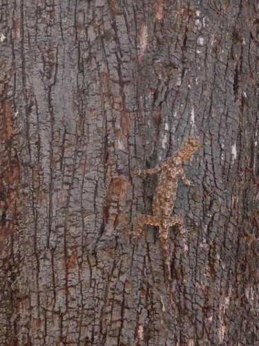 Southern Flying Lizard