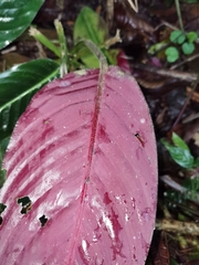 Goeppertia leucostachys