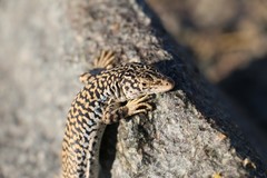 Eremias przewalskii