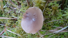 Lactarius vietus
