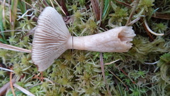 Lactarius vietus