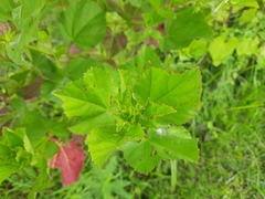 Malachra alceifolia