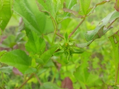 Malachra alceifolia