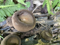 Trichaleurina tenuispora