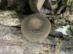 Trichaleurina tenuispora