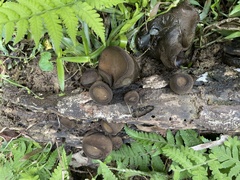 Trichaleurina tenuispora