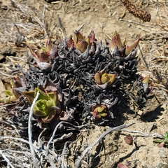 Dudleya palmeri