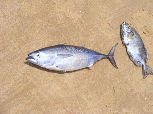 Euthynnus affinis