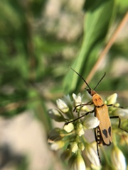 Chauliognathus discus