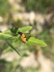 Chauliognathus discus