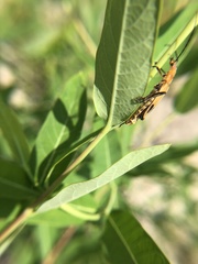 Chauliognathus discus