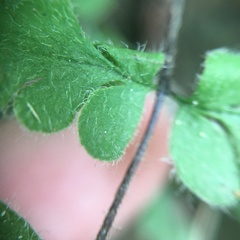 Cheilanthes nudiuscula