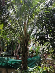 Cocos nucifera